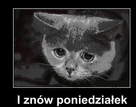Smutny kociak znów poniedziałek